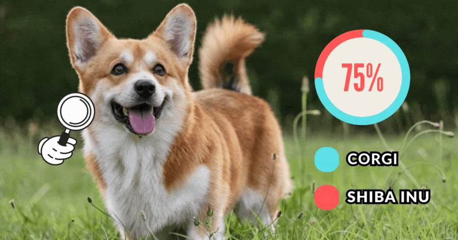 Dog DNA Test | What Breed Is Your Dog?